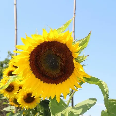 Affittacamere Il Girasole